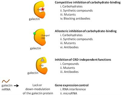 Inhibition of galectins in cancer: Biological challenges for their clinical application